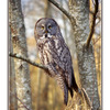  great owl - Film photography