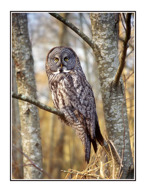 great owl Wildlife