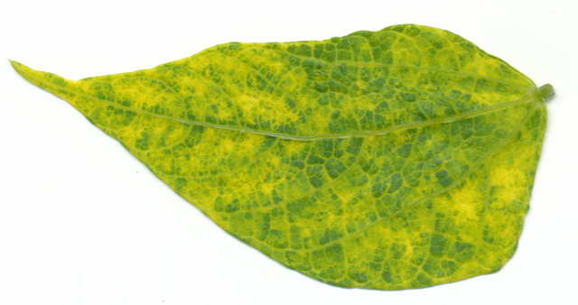 bean golden yellow mosaic virus in bean 1 front RAW