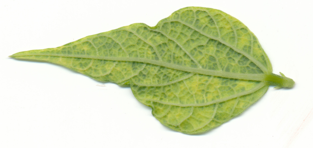 bean golden yellow mosaic virus in bean 2 back dag RAW