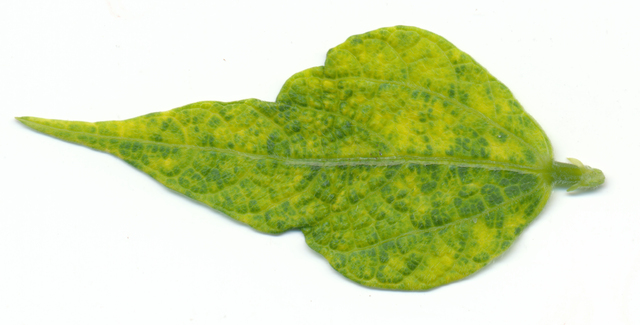 bean golden yellow mosaic virus in bean 2 front da RAW