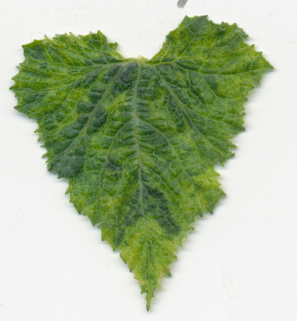 zuchinni heart RAW