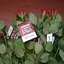  RenÃ© Vriezen 2010-02-13 #... - PvdA Armhem Canvassen Binnenstad Arnhem zaterdag 13 februari 2010