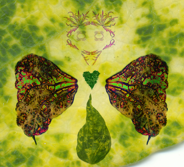 butterfly angel of death Virus Leaves