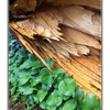 Fallen Cedar with CANADIAN ... - 35mm photos