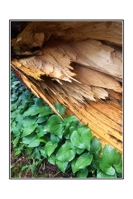 Fallen Cedar with CANADIAN WILD GINGER 35mm photos