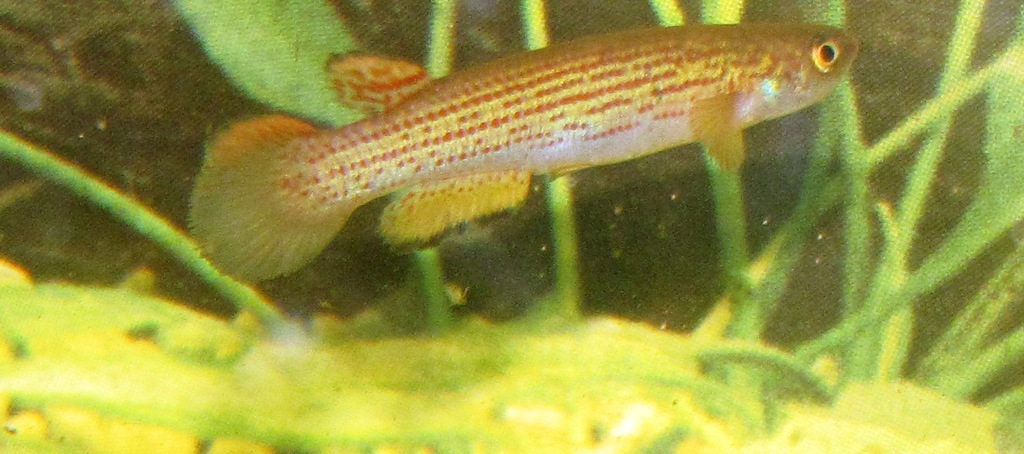 Rivulus aff. limoncochae ECR10-01 male    - 