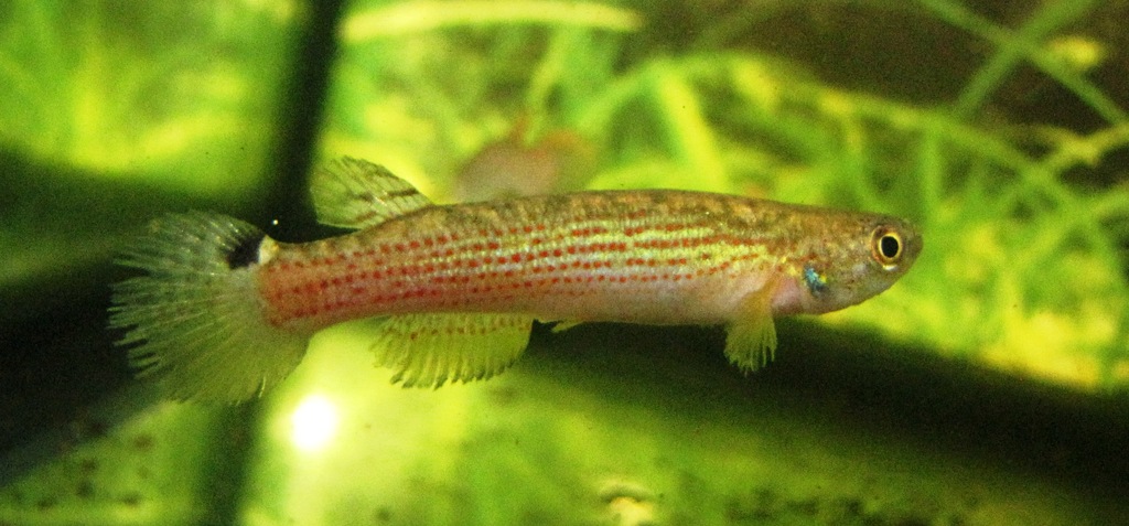 Rivulus aff. limoncochae ECR10-01 female - 