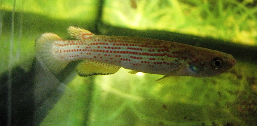 Rivulus aff. limoncochae ECR10-01 male   - 