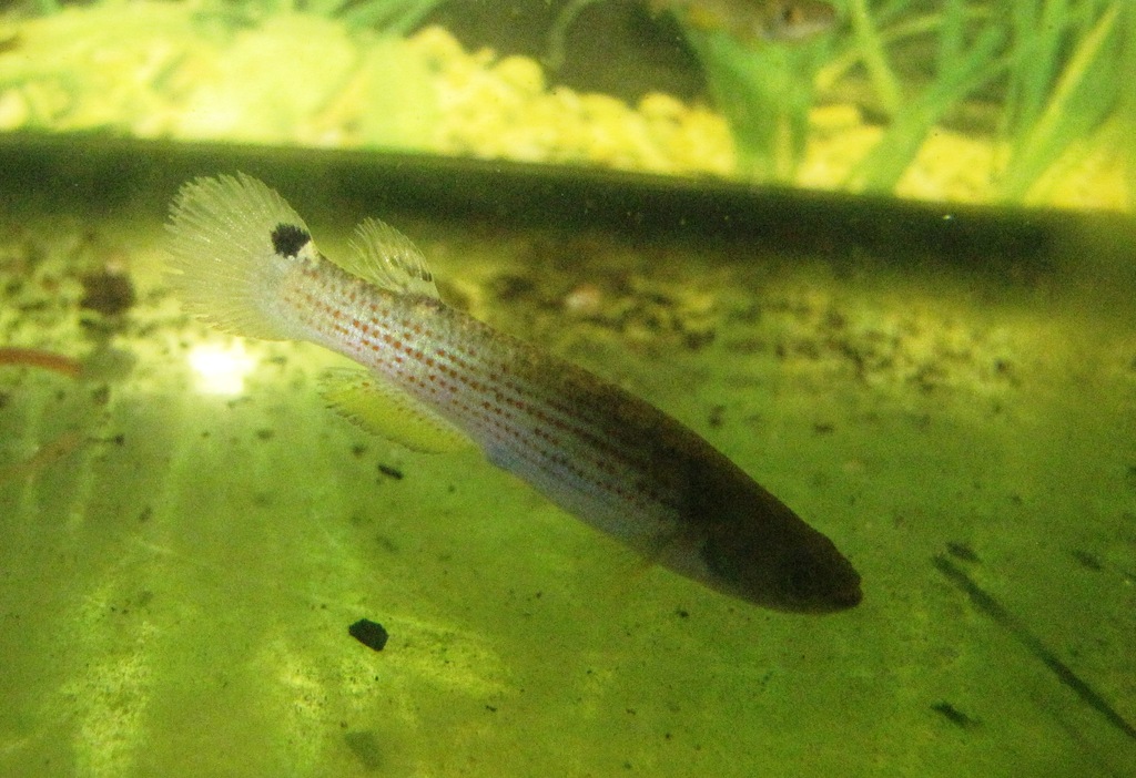 Rivulus aff. limoncochae ECR10-01 female  - 