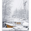 northern star in snow - Comox Valley
