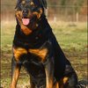65 - rottweilers