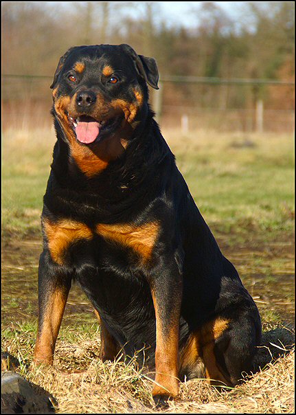 65 rottweilers
