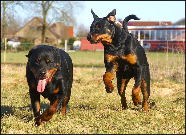 5 rottweilers