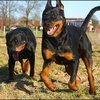 6 - rottweilers