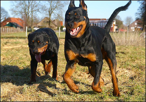 6 rottweilers