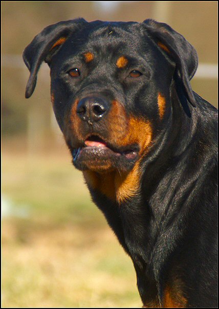 12 rottweilers