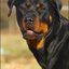 12 - rottweilers
