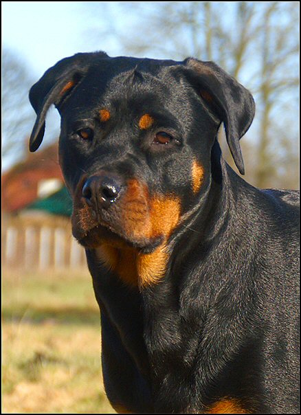 13 rottweilers