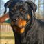 13 - rottweilers