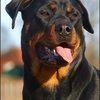 17 - rottweilers