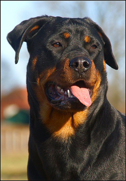 17 rottweilers