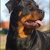 19 - rottweilers
