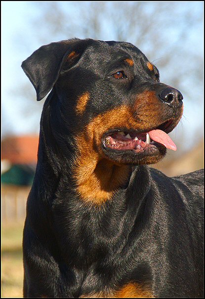 19 rottweilers
