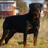 21 - rottweilers