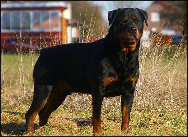 21 rottweilers