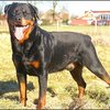 23 - rottweilers