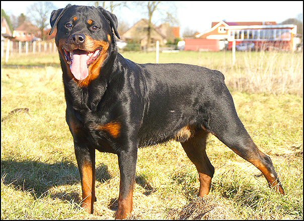 23 rottweilers