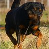 30 - rottweilers