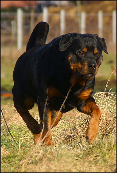 30 rottweilers