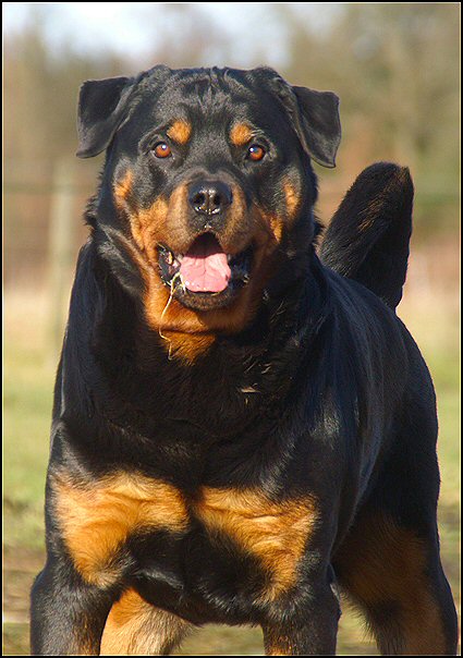 32 - rottweilers