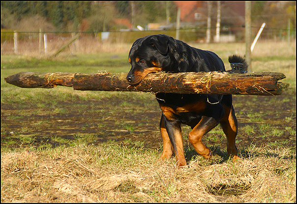 33 rottweilers