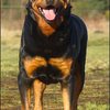 36 - rottweilers