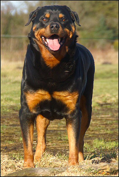 36 rottweilers