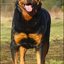 36 - rottweilers