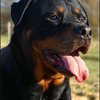 41 - rottweilers