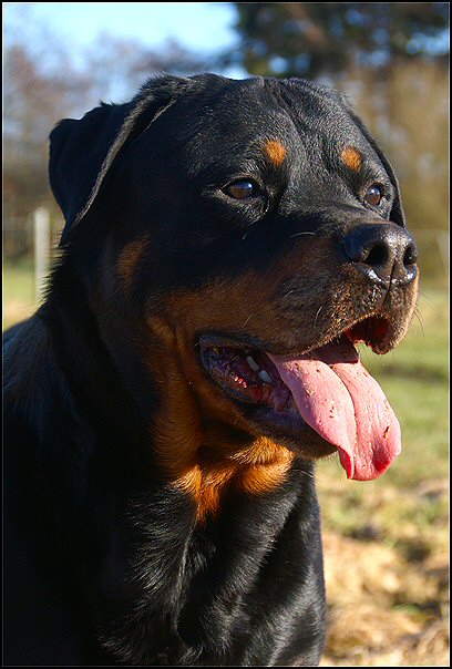 41 rottweilers