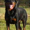 50 - rottweilers