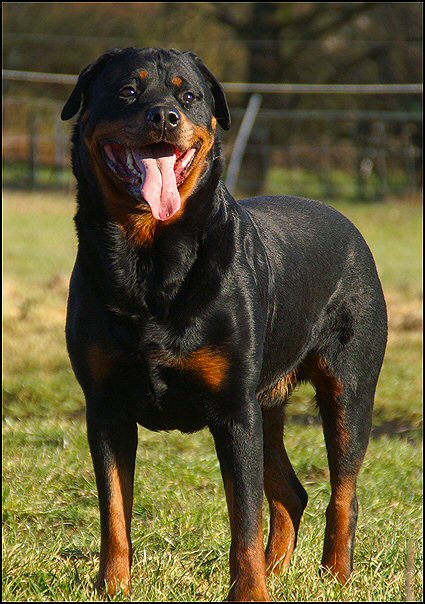 50 rottweilers