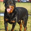51 - rottweilers