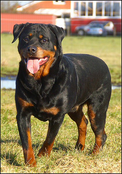 51 rottweilers