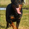 52 - rottweilers