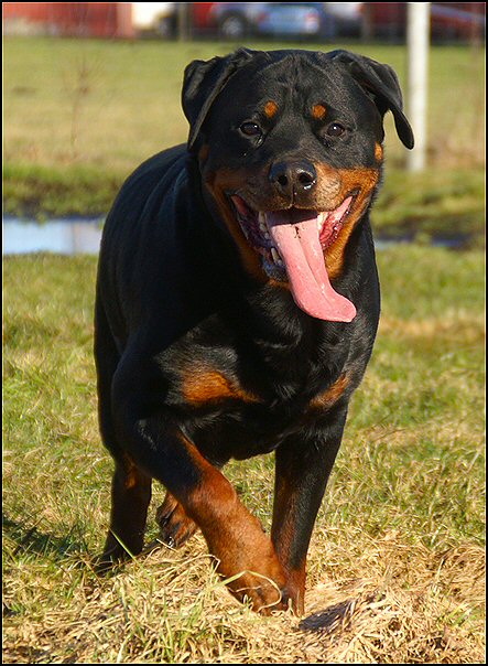 52 rottweilers