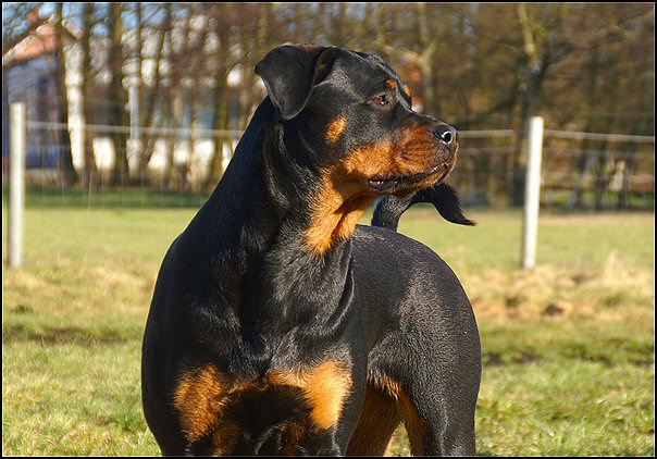 56 rottweilers