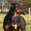 56 - rottweilers