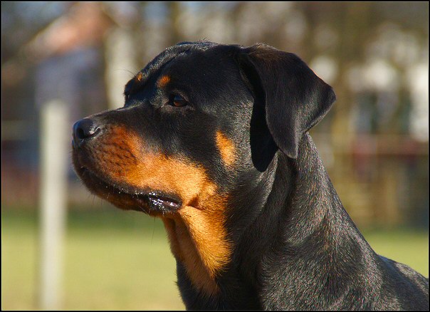 58 rottweilers